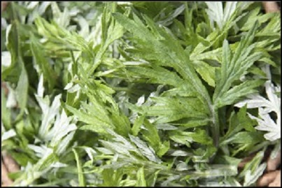 Mugwort medicinal herb